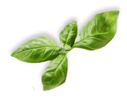 basil